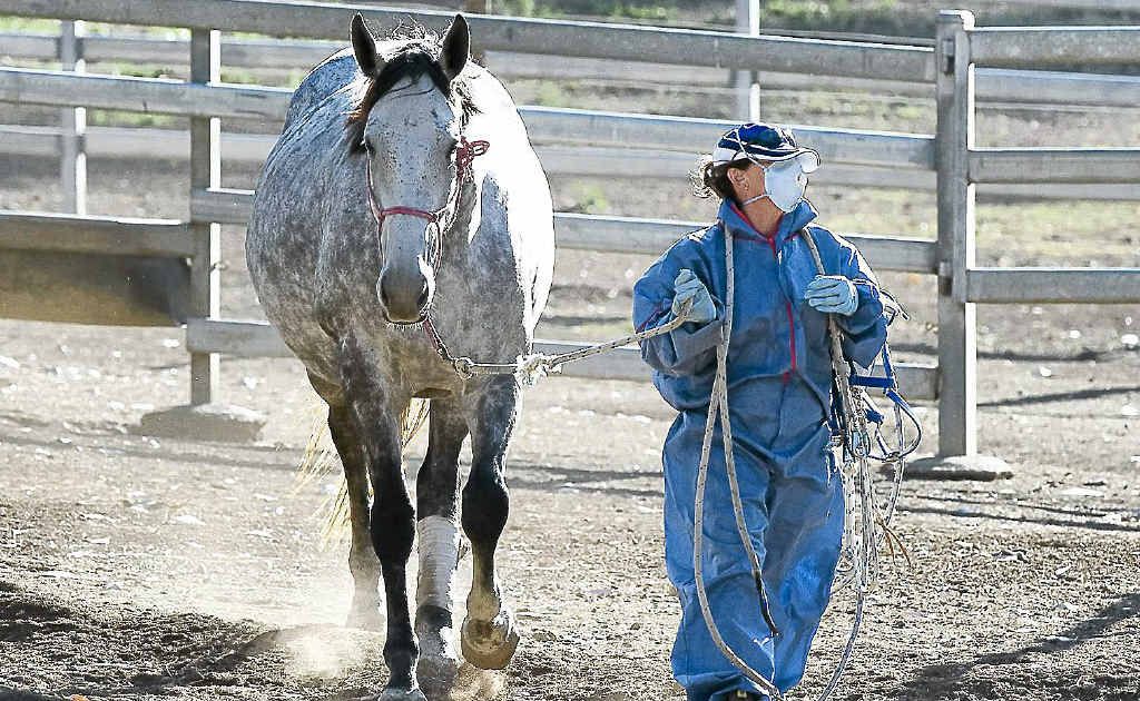 A new vaccine could prevent future outbreaks of the Hendra virus. A new vaccine could prevent future outbreaks of the Hendra virus.